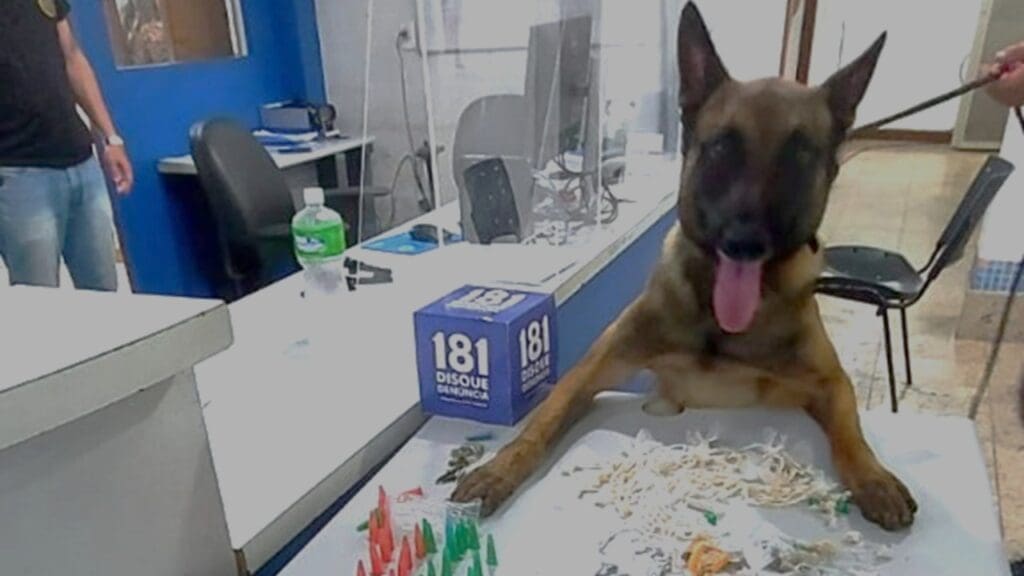 Cão Policial com as patas sobre a mesa e na mesa vários entorpecentes