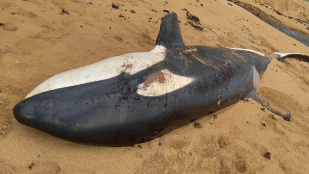 Vídeo: orca vista por mergulhadores aparece morta em praia da Serra