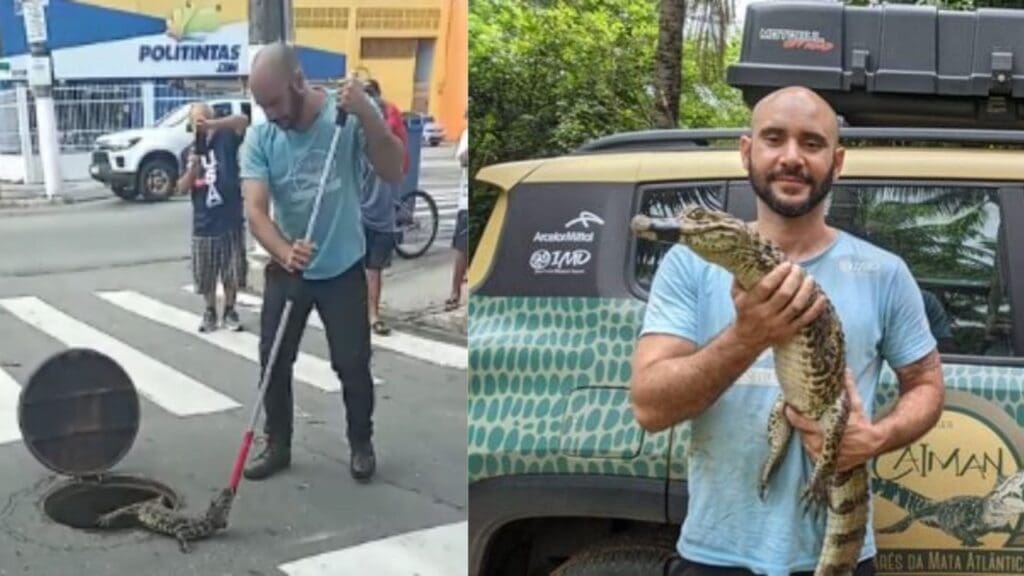Vídeo: filhote de jacaré é resgatado de dentro de um bueiro em Novo Horizonte