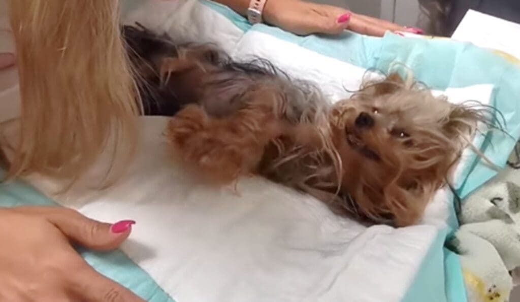 Falece Maria, cadela que foi enterrada viva na Rotatória do Ó