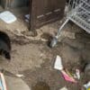 foto de um local sujo e um cachorro vítima de maus tratos em Vitoria
