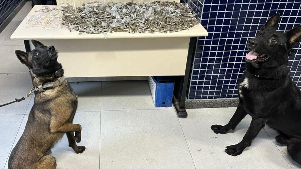 Foto de dois cães farejadores sentados em frente a uma mesa com 754 buchas de maconha, 157 pedras de crack, 11 unidades de haxixe e 10 pinos de cocaína.