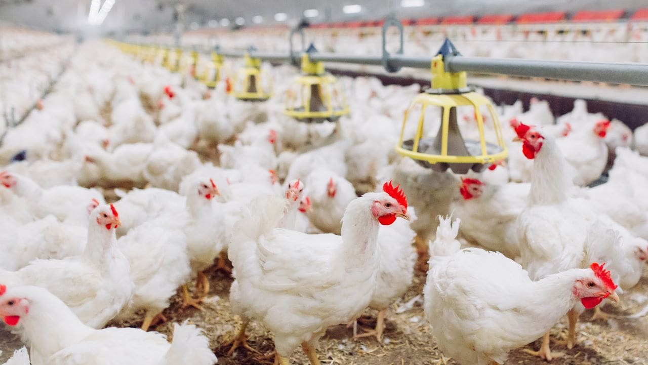 Foto com centenas de galinhas brancas em uma granja