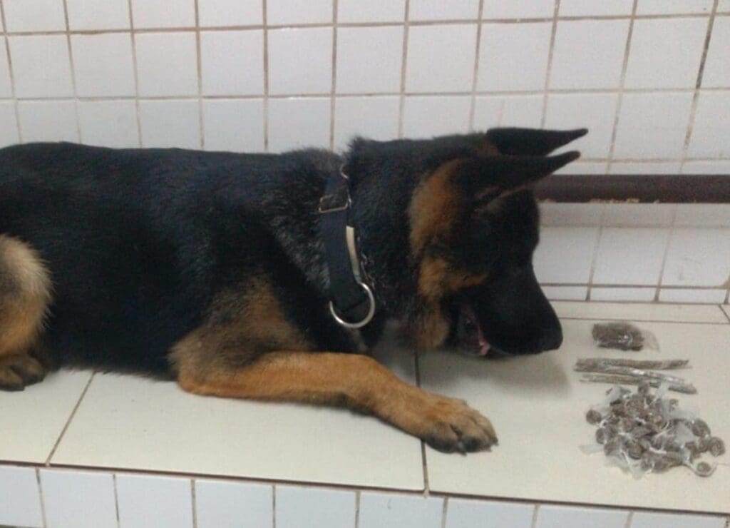 Cão farejador Snop e entorpecentes apreendidos em Porto Canoa