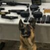 Cão farejador Alpha ao lado de armas apreendidas em Vitória