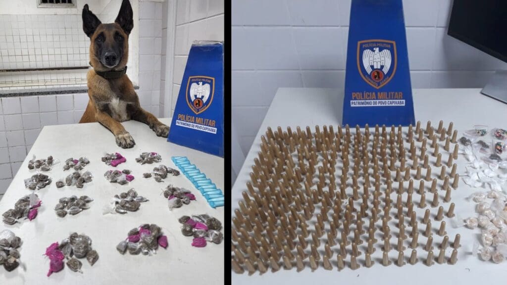 Cão Apollo K9 detona biqueiras durante a “sexta-cheira” na Serra Cão Apollo e apreensões de entorpecentes na Serra