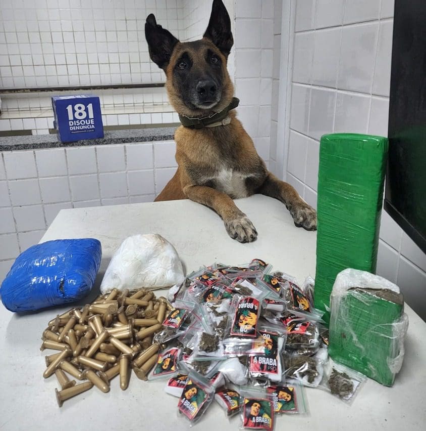 Cão Apollo ao lado de entorpecentes desenterrados do chão