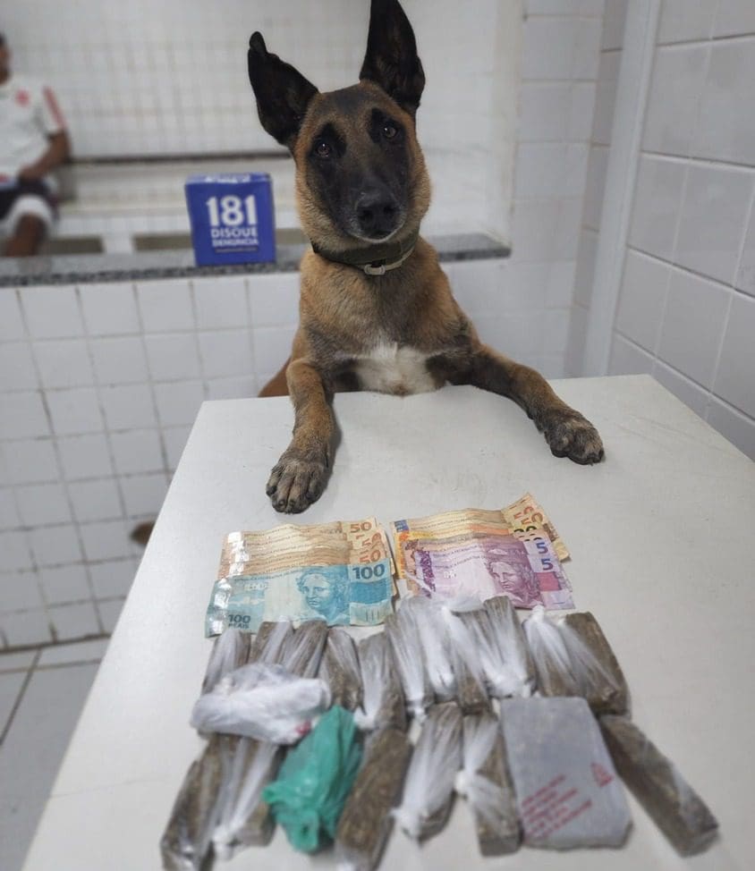 Cão Apollo ao lado de tabletes de maconha encontrados em residência em Jardim Limoeiro