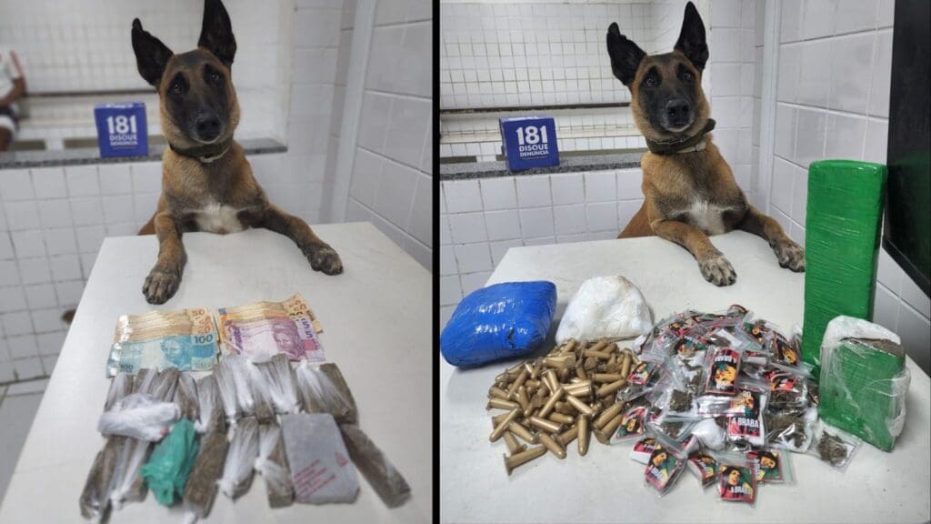 Cão Apollo K9 secando biqueiras em Jardim Limoeiro durante o fim de semana Imagens paralelas do cão Apollo ao lado de entorpecentes apreendidos em Jardim Limoeiro