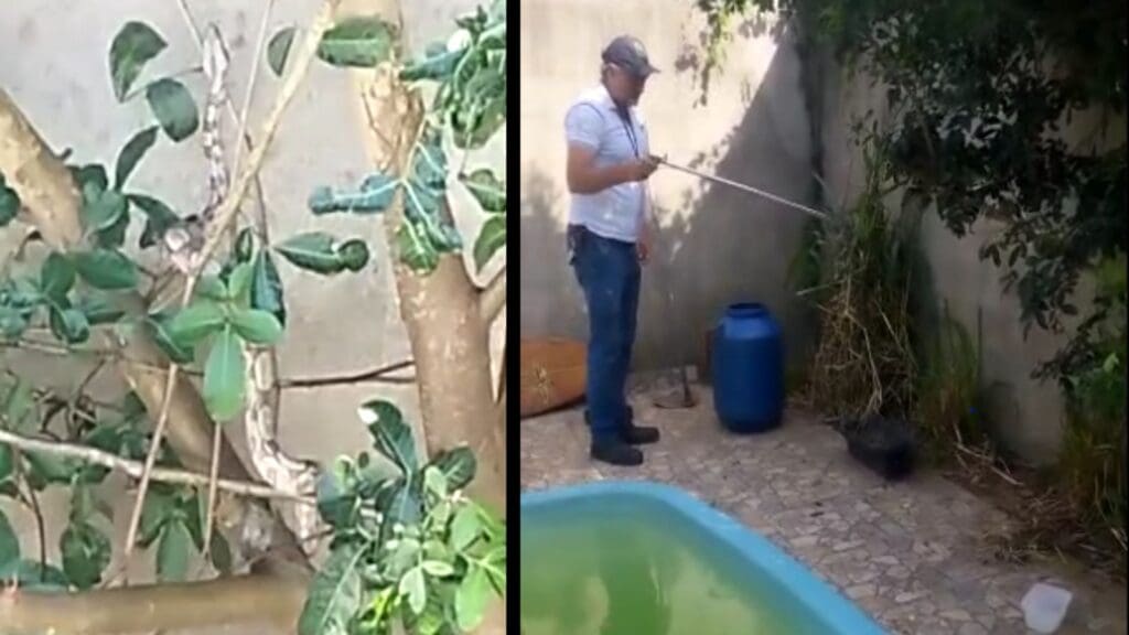 Jiboia nos galhos e homem resgatando animal