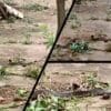 Cobra no quintal em Porto Canoa