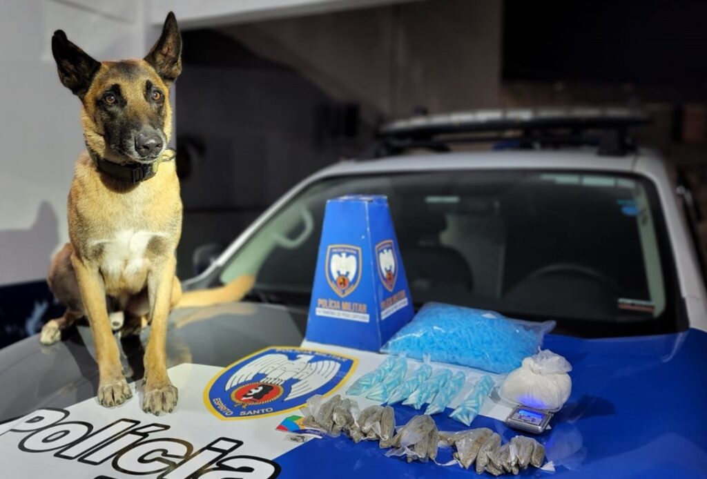 Cão Apollo ao lado de entorpecentes apreendidos em Laranjeiras Velha