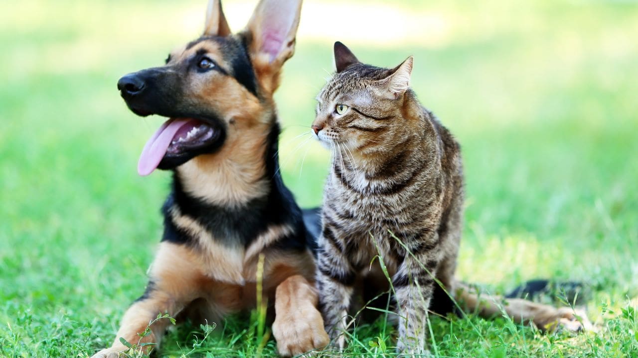 Foto de um cachorro e um gato lado a lado deitados em um gramado