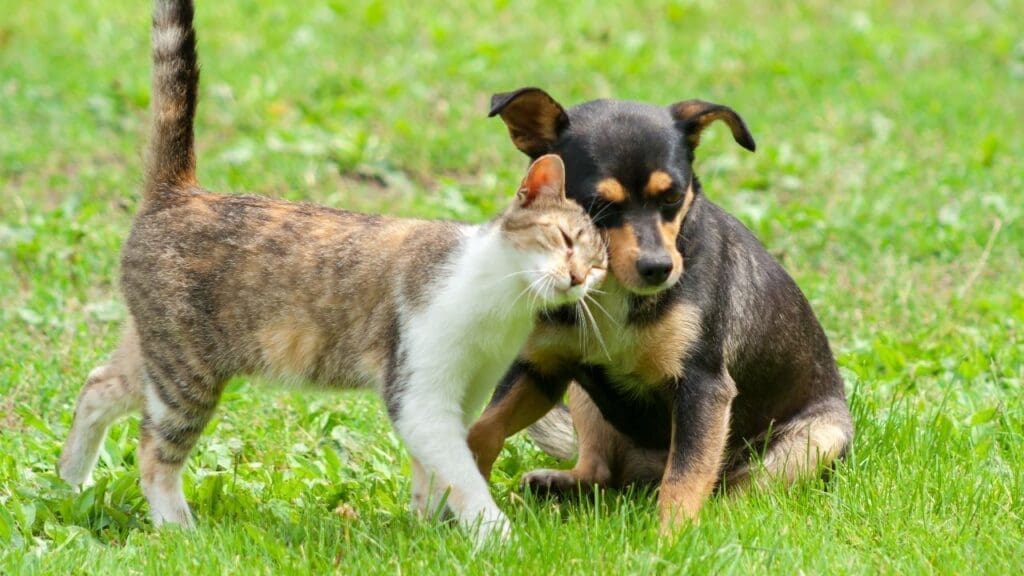 Prefeitura da Serra realizara feira de adoção de pets em Parque da Cidade