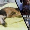 Arte com imagem de um cachorro deitado sem vida na 2ª imagem a vereadora Raphaela Moraes com o cachorrinho sem vida no colo e na 3ª imagem uma viatura da gcm