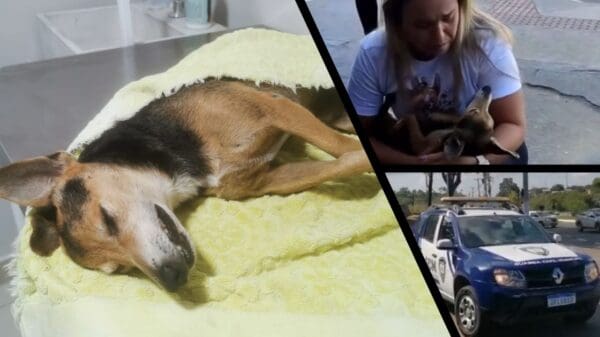 Arte com imagem de um cachorro deitado sem vida na 2ª imagem a vereadora Raphaela Moraes com o cachorrinho sem vida no colo e na 3ª imagem uma viatura da gcm