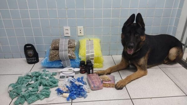 Foto de cão farejador Snop ao lado de 998 pinos de cocaína, 01 tablete de crack, 03 potes de cafeína, 8 mil pinos vazios para o embalo de cocaína e mais 2 balanças de precisão.