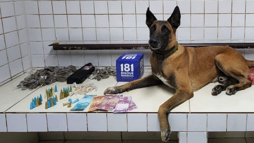 Cão farejador Apollo ao lado de apreensão realizada por equipes da PM, 138 buchas de maconha, 46 pinos de cocaína, 77 pedras de crack, 1 unidade de haxixe e R$ 225,00 em espécie