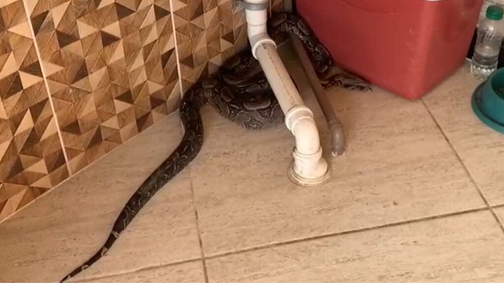 Vídeo: morador encontra jiboia de quase 2 metros no quintal de casa em Jardim Bela Vista Jiboia no chão de quintal em Jardim Bela Vista