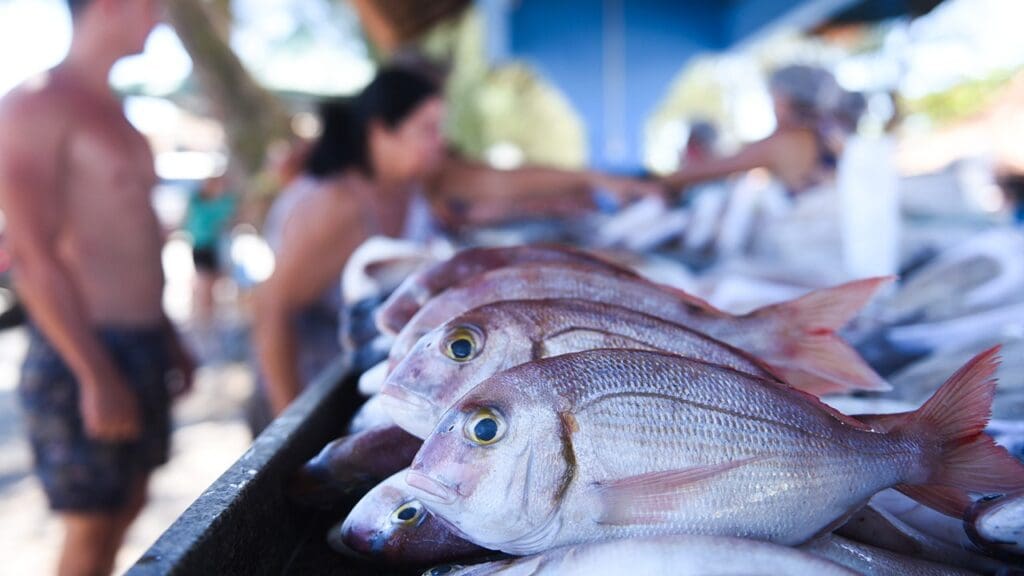 Peixe fresco exposto em barraca