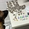 Foto de cães farejador ao lado de uma 17 buchas de maconha, 40 buchas da mesma droga e uma balança de precisão, dez pinos de cocaína, três pedras de crack e cinco unidades de haxixe.