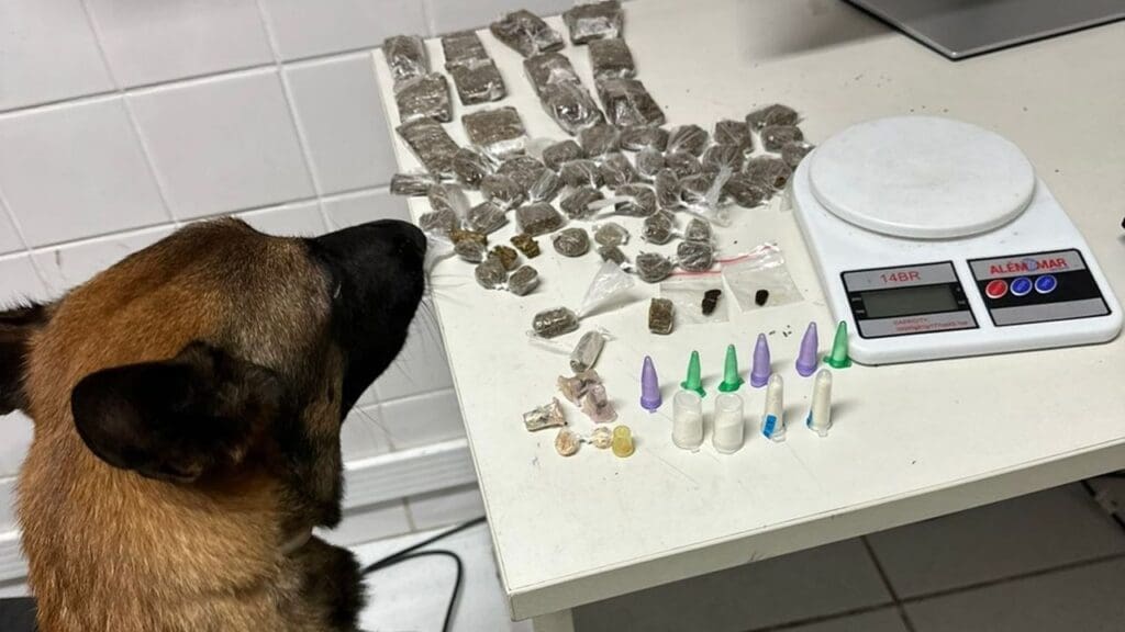 Foto de cães farejador ao lado de uma 17 buchas de maconha, 40 buchas da mesma droga e uma balança de precisão, dez pinos de cocaína, três pedras de crack e cinco unidades de haxixe.