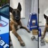 Arte com 3 fotos do cão farejador Apollo (raça pastor alemão), ao lado de apreensões de drogas, que foram realizadas com o seu auxilio