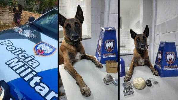 Arte com 3 fotos do cão farejador Apollo (raça pastor alemão), ao lado de apreensões de drogas, que foram realizadas com o seu auxilio
