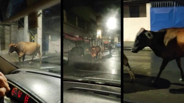 Arte com três imagens de vacas passando por uma avenida no bairro Laranjeiras Velhas