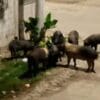 Nove porcos comendo restos na rua do bairro Jardim Carapina