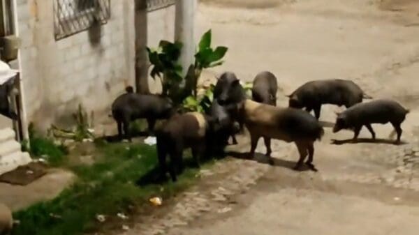 Nove porcos comendo restos na rua do bairro Jardim Carapina