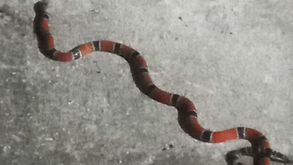 Cobra Coral encontrada em uma rua do bairro Novo Horizonte na cidade da Serra