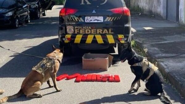 Foto de uma viatura da Polícia Federal, estacionada com dois cães especialistas em farejar armas e drogas, e no chão 11 tabletes de maconhas, totalizando 11 kg