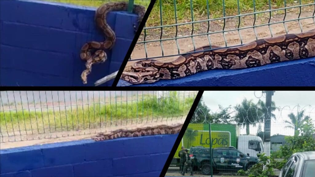 Arte com 3 imagens na primeira uma cobra jiboia em cima de um muro de uma empresa, na segunda e terceira imagem uma foto mais próxima, dando close no animal, e na quarta a viatura da Polícia Militar Ambiental, com policiais ambientais em volta, após a captura do animal.