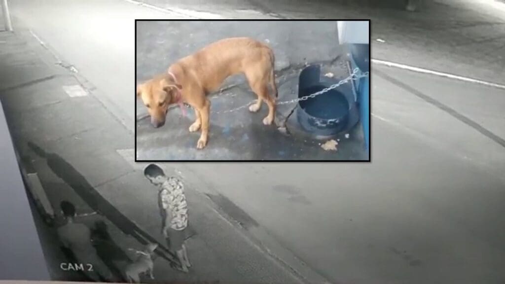 Arte com duas imagem na primeira, dois homens prendendo um cachorro e o abandonando, e na segunda a foto do cachorro preso na corrente.