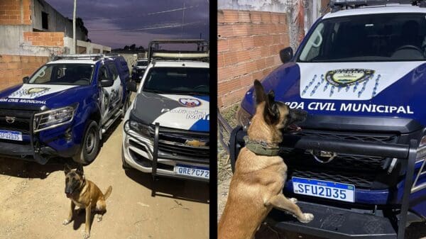 Arte com 2 imagens na primeira a imagem de duas viaturas uma da GCM e outra da Polícia Militar, e um cão farejador parado em frente as viaturas