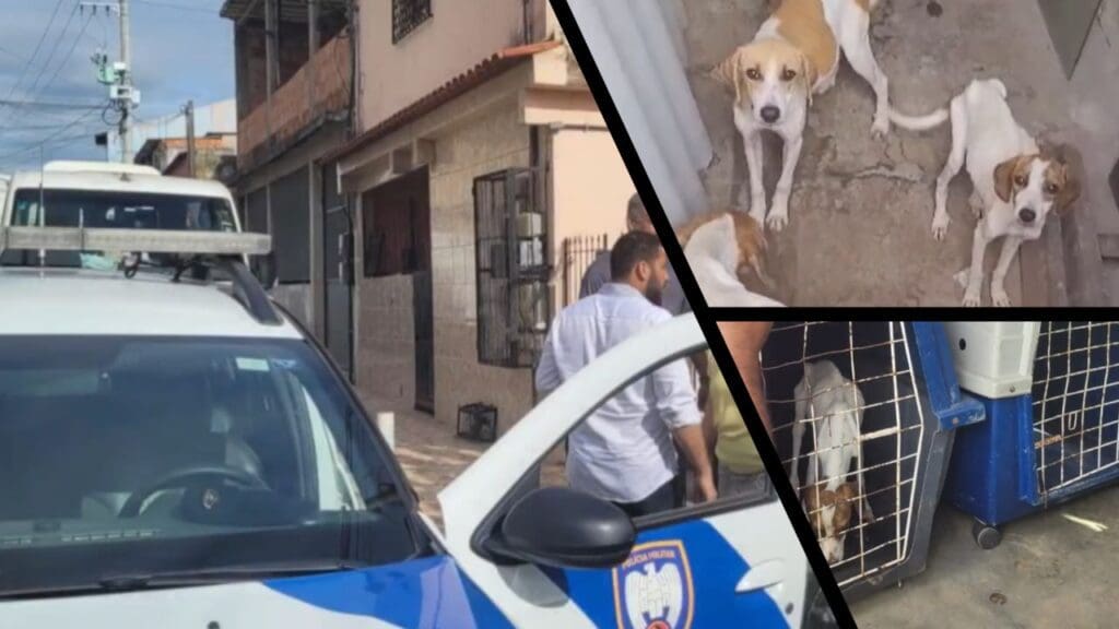 Arte com 3 imagens na primeira uma viatura da Polícia Militar, em frente a uma residencia com uma da porta aberta e um homem parado ao lado, na segunda imagem 3 cachorros desnutridos em um corredor de um quintal, e na terceira um cachorro dentro de uma gaiola preses a ser transportado para o novo lar.