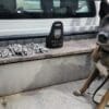 Foto de uma caçamba de uma viatura onde está um cachorro da Polícia Militar especialista em detectar armas e drogas, ao lado de 98 buchas de maconhas apreendidas durante uma ocorrência
