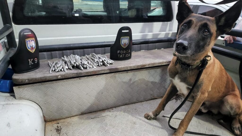 Foto de uma caçamba de uma viatura onde está um cachorro da Polícia Militar especialista em detectar armas e drogas, ao lado de 98 buchas de maconhas apreendidas durante uma ocorrência