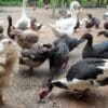 Uma fazenda de criação de aves com patos ganços e galinhas juntas se alimentando