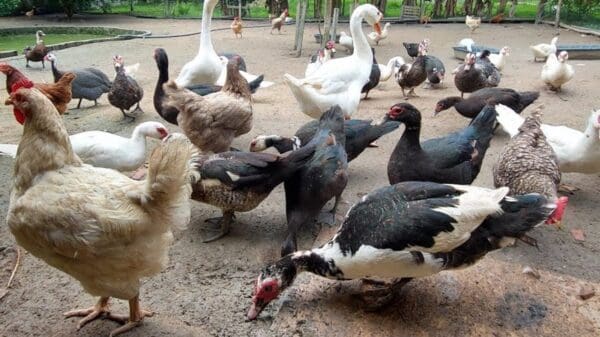 Uma fazenda de criação de aves com patos ganços e galinhas juntas se alimentando