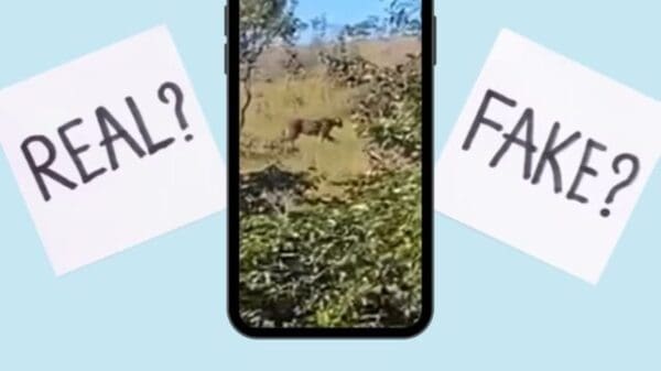 Foto montagem de vídeo de onça no celular que se encontra no centro dos dizeres "real?" e "fake?"