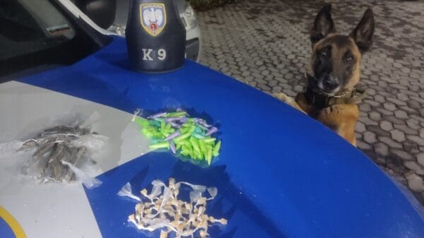 Foto de uma viatura da Polícia Militar com um cão farejador especialista na detecção de armas e drogas, sobre o capo da viatura 64 pedras de crack, 70 pinos de cocaína e 25 buchas de maconha, materiais apreendidos durante uma ocorrência.
