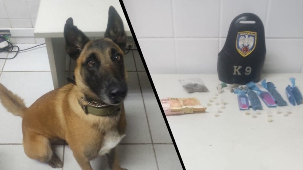 Arte com 2 fotos, na primeira foto um cão da raça pastor Alemão, parado pousando para a foto e na segunda foto uma mesa, materiais apreendidos aproximadamente 15 porções de maconha, 20 pedras de crack, além de R$ 50 em espécie, e na frente da mesa um cão policial especialista em detectar e localizar armas e drogas, da raça pastor alemão.