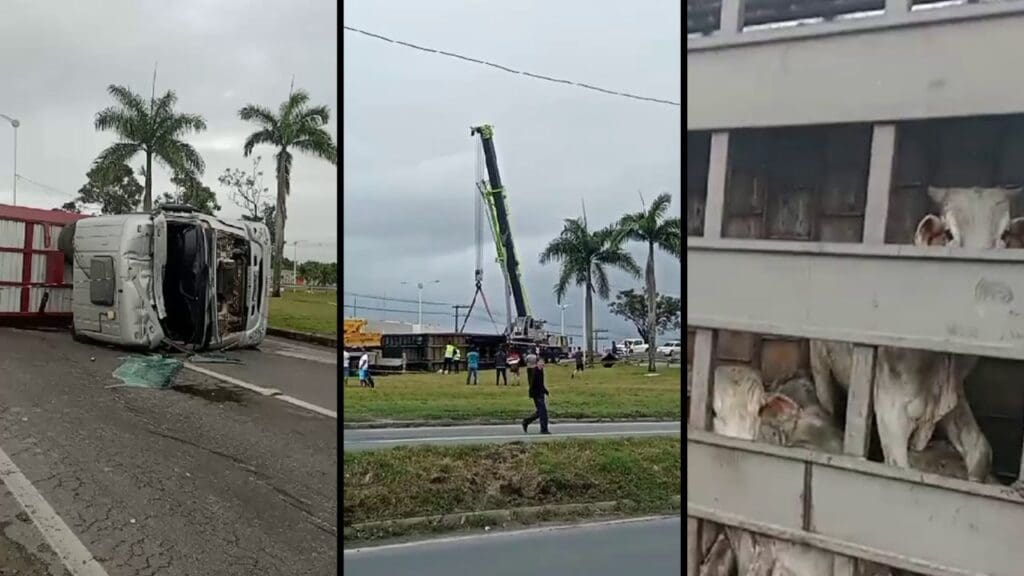 Arte com 3 imagens na primeira a imagem de uma carreta tombada no viaduto de Carapina, na segunda imagem um guindaste desvirando a carreta, e na terceira imagem foto de bois sobreviventes do acidente dentro do compartimento de carga do veiculo.