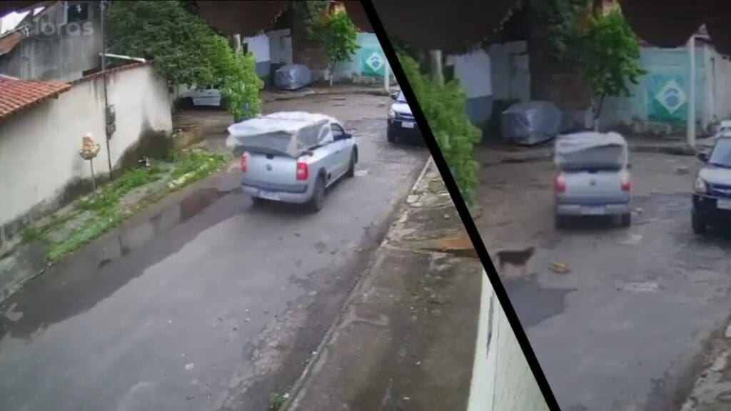 Vídeo: motorista atropela filhote de cachorro e foge sem prestar socorro na Serra Colagem de imagens das câmeras de segurança