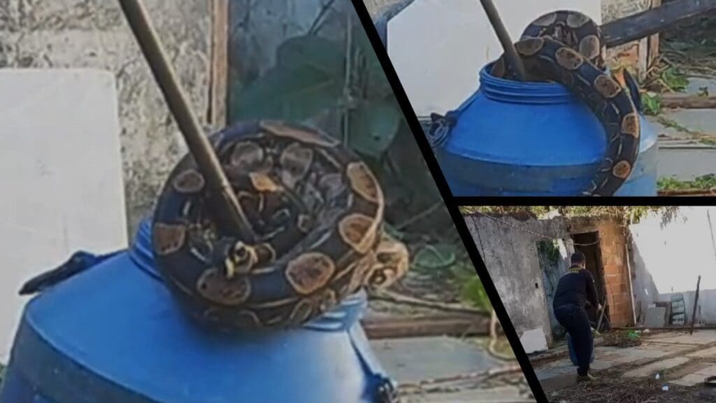 Imagens da jiboia sendo resgatada em Porto Canoa