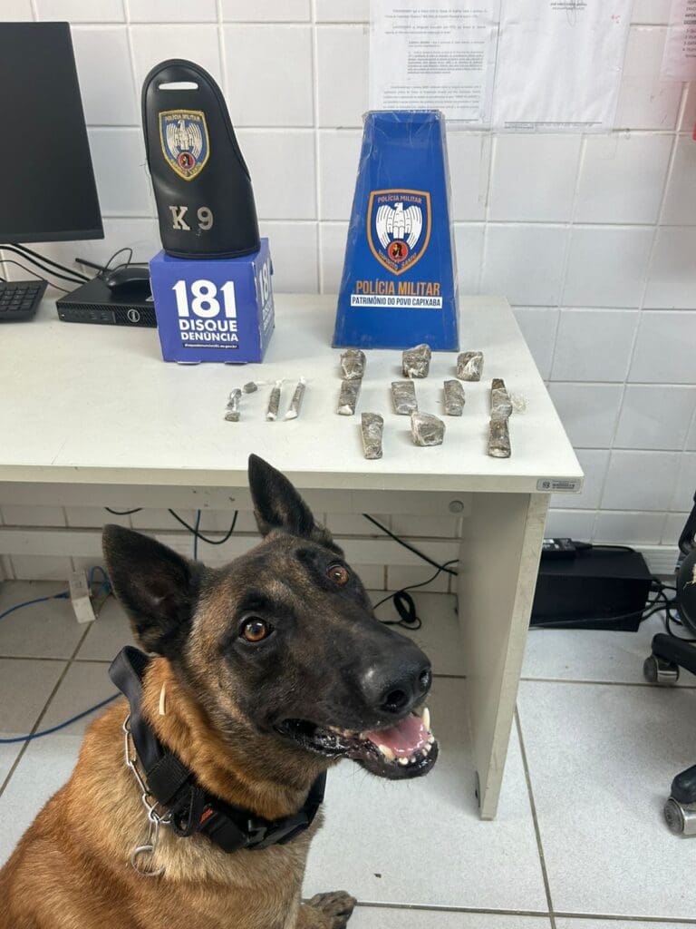 o cão da Polícia Militar Zorg em uma sala da delegacia da Serra, ao lado de uma mesa com 16 buchas de maconha sobre a mesa.