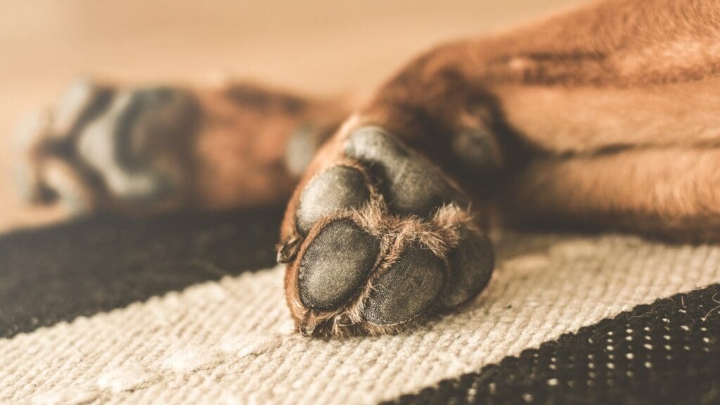 Família condenada à prisão por maus tratos em Vila Velha