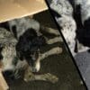 Cachorro recuperado por moradora em Serra DOurada II